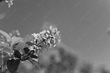preview bw