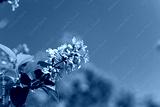 preview cold