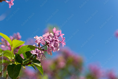 image to crop