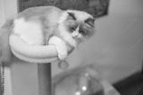 preview bw