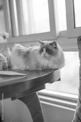 preview bw