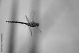 preview bw