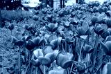 preview cold