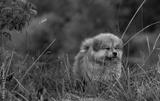 preview bw