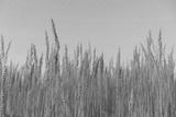 preview bw