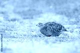 preview cold