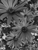 preview bw