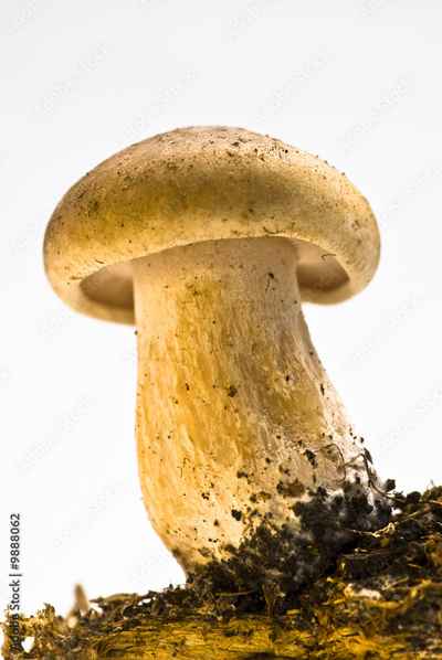 image to crop