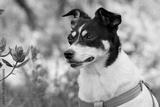 preview bw