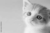 preview bw