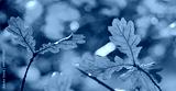 preview cold