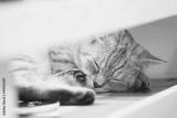 preview bw