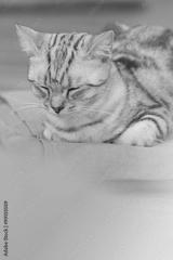 preview bw