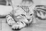 preview bw