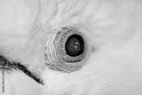 preview bw