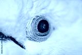 preview cold