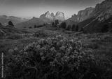 preview bw
