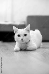 preview bw