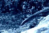 preview cold