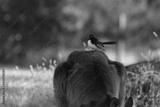 preview bw