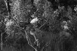 preview bw