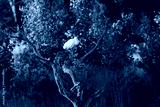 preview cold