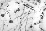 preview bw