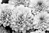preview bw