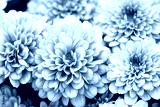 preview cold