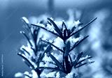 preview cold
