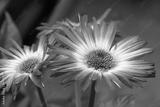 preview bw