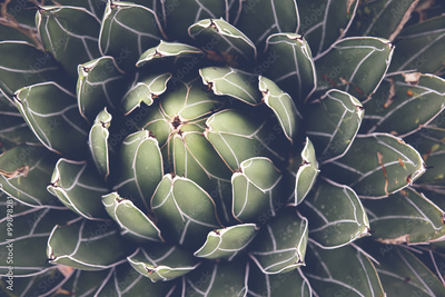 image to crop