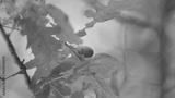 preview bw