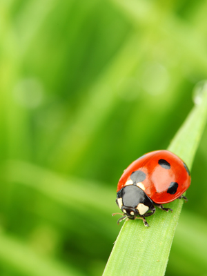 Fototapete Natur